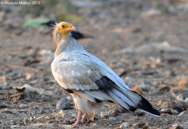 Egyptian Vulture - ML378892681