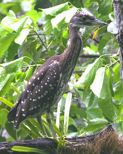 White-eared Night Heron - ML378892791