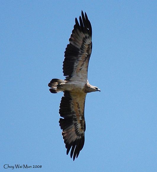 White-bellied Sea-Eagle - Choy Wai Mun