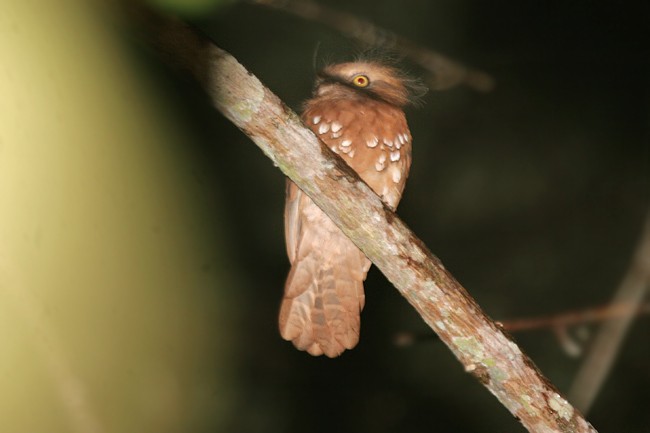 Bornean Frogmouth - ML378892981