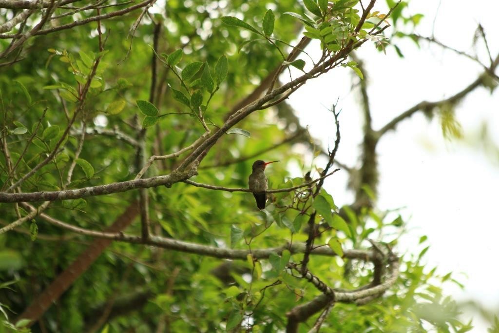 Gilded Hummingbird - ML37889321