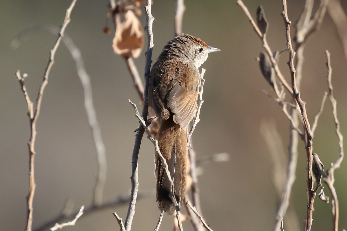 Yerbera del Spinifex - ML378893231