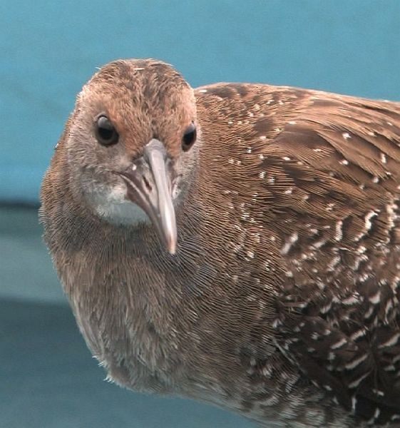 Slaty-breasted Rail - ML378893401