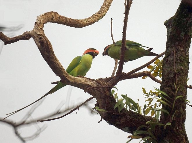 Long-tailed Parakeet (Long-tailed) - Nikolay Loginov