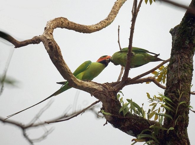 Long-tailed Parakeet (Long-tailed) - ML378893621