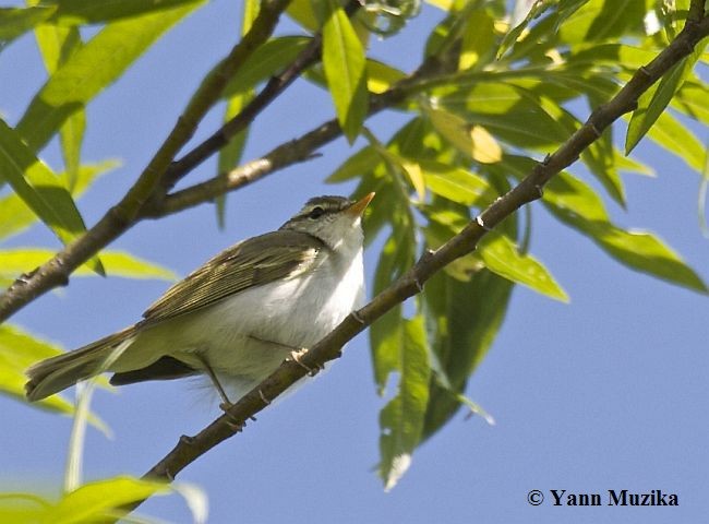 Eastern Crowned Warbler - ML378895071