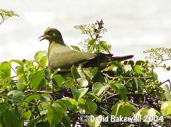 Pink-necked Green-Pigeon - ML378895261