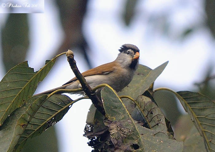 Gray-headed Parrotbill - ML378895661