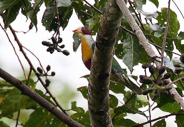 Yellow-breasted Fruit-Dove - ML378895781