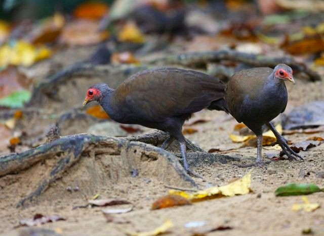 Philippine Megapode - ML378895791