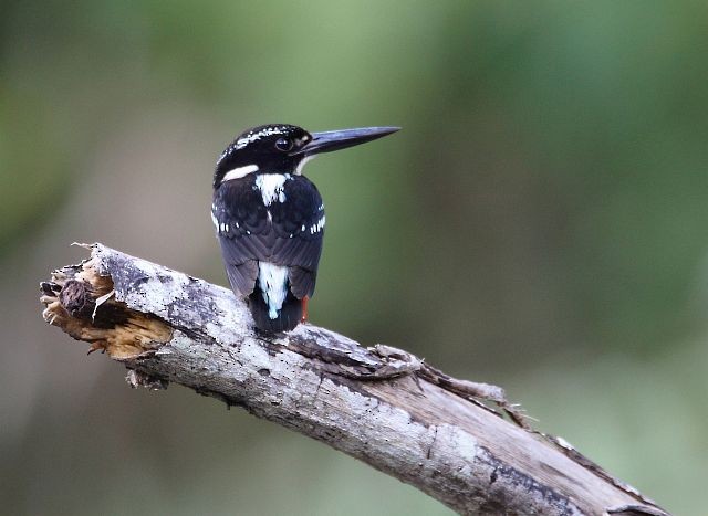 Southern Silvery-Kingfisher - ML378895811