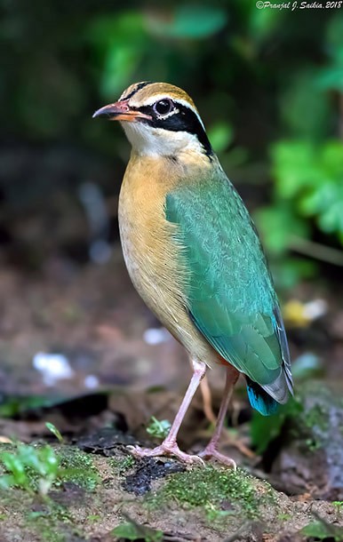 Indian Pitta - ML378895821