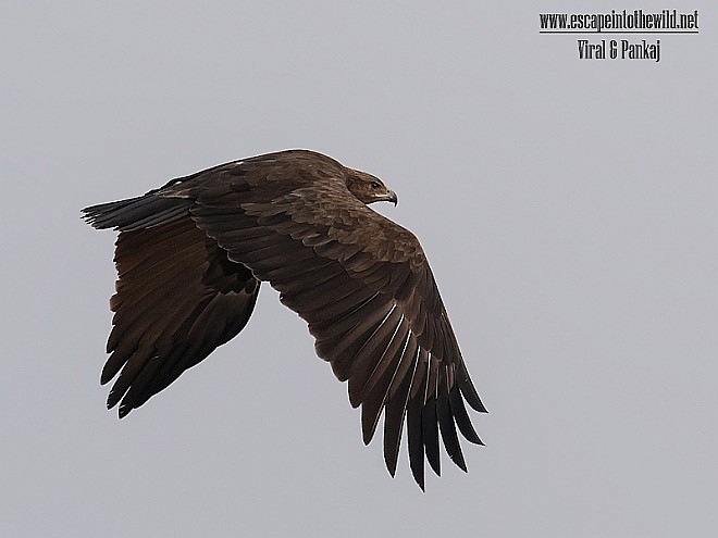 Greater Spotted Eagle - ML378896201