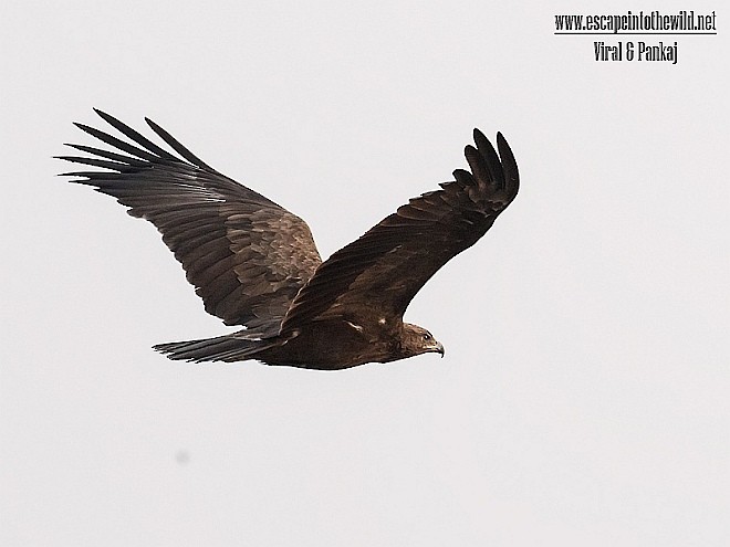 Greater Spotted Eagle - ML378896221