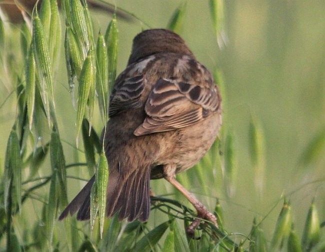 Spanish Sparrow - ML378897011