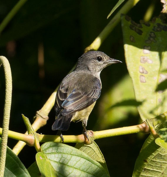 Gray-sided Flowerpecker (Gray-sided) - Simon van der Meulen