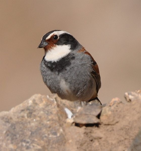 Tibetan Bunting - ML378898161