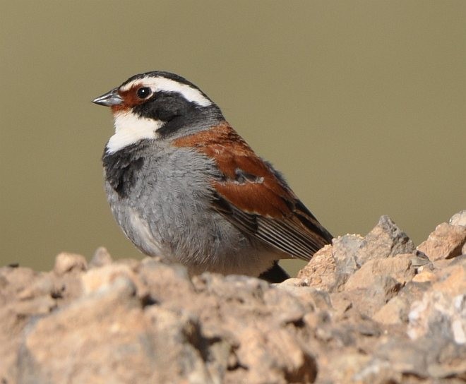 Tibetan Bunting - ML378898171