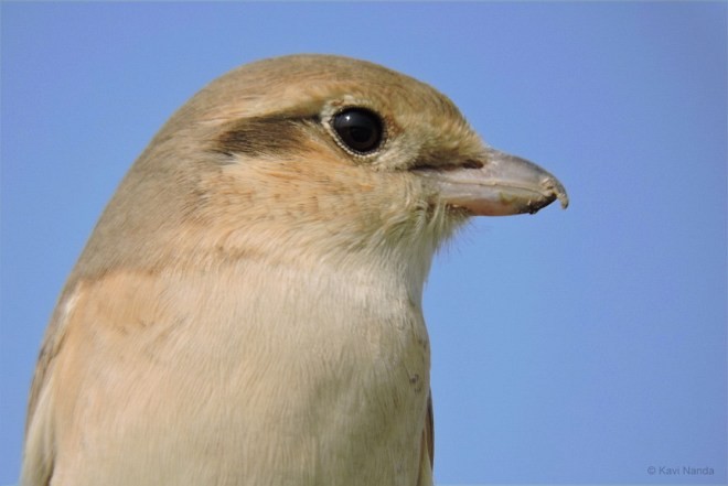 Isabelline Shrike - ML378899261