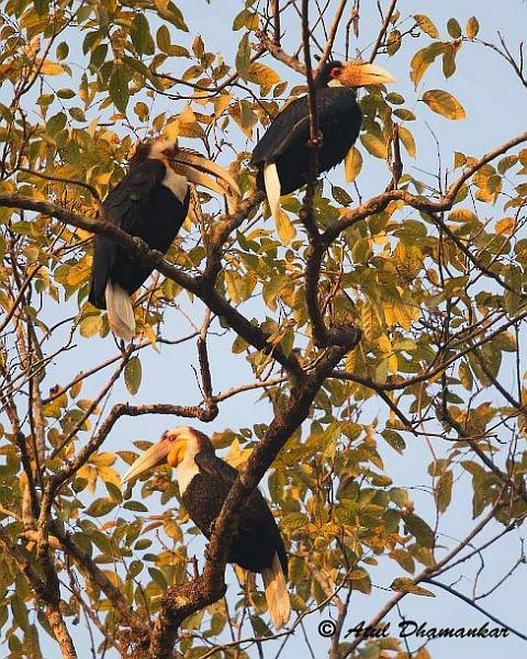 Wreathed Hornbill - ML378899311