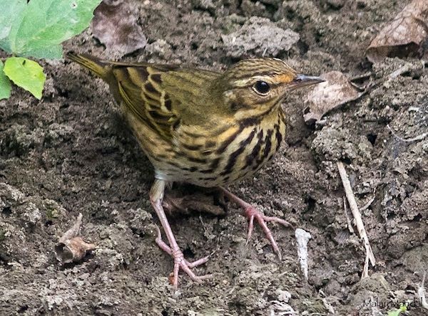 Olive-backed Pipit - ML378899361