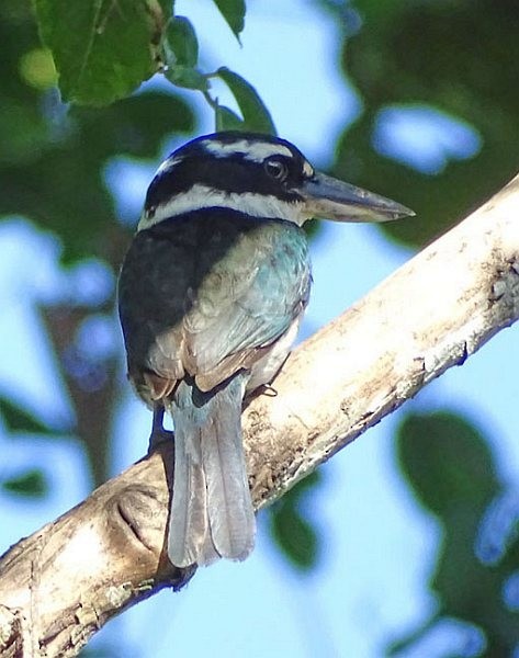 Sombre Kingfisher - ML378899431