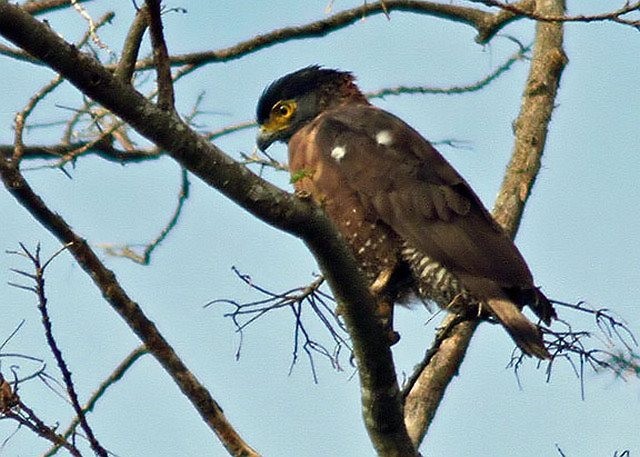 Sulawesi Serpent-Eagle - ML378899451