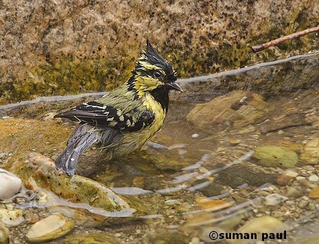 Mésange à joues jaunes - ML378899541