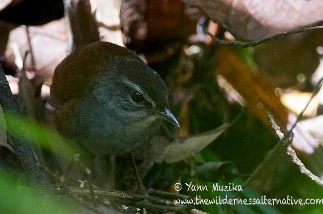 Sulawesi Bush Warbler - ML378900081