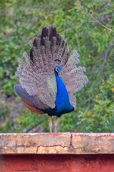 Indian Peafowl - ML378900121