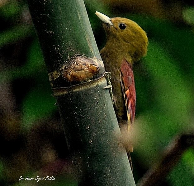 Pale-headed Woodpecker - ML378900501