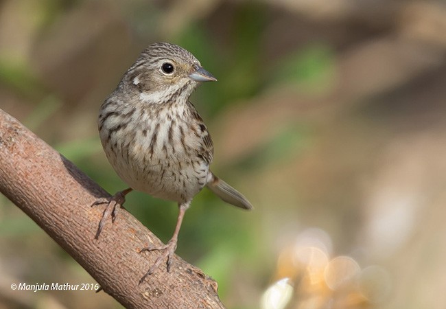 White-capped Bunting - Manjula Mathur