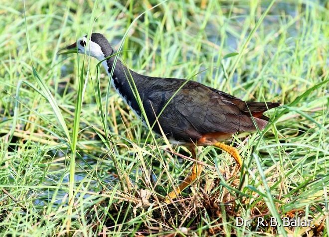 White-breasted Waterhen - Dr. Raghavji Balar