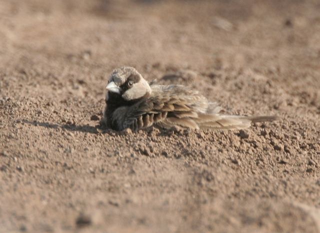Ashy-crowned Sparrow-Lark - ML378901081