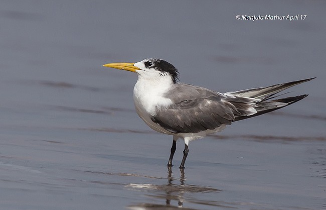 Great Crested Tern - ML378901301