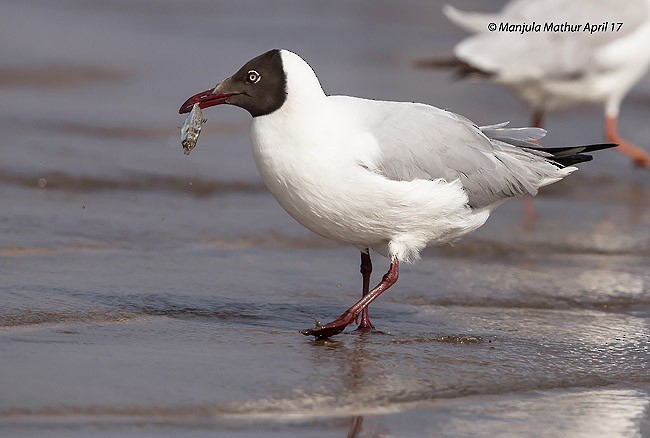 Mouette du Tibet - ML378901321