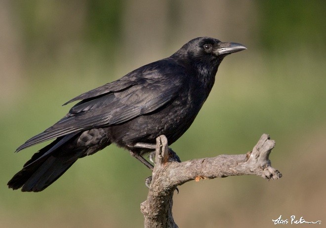 Carrion Crow - Lars Petersson | My World of Bird Photography