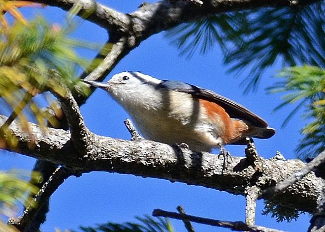 White-cheeked Nuthatch - SHYAM GHATE