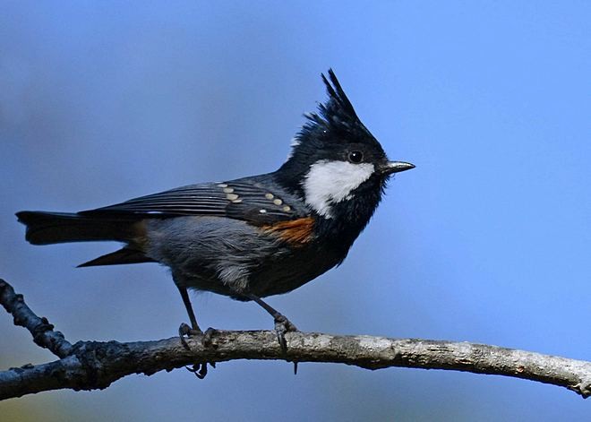 Coal Tit (Black-crested) - ML378902521