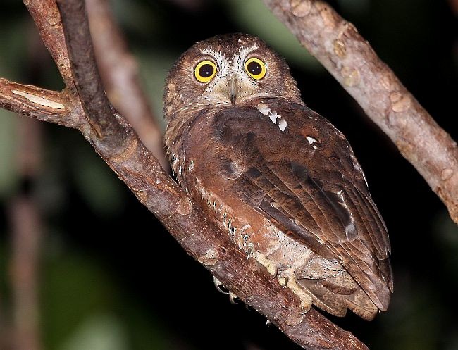 Enggano Scops-Owl - ML378902651