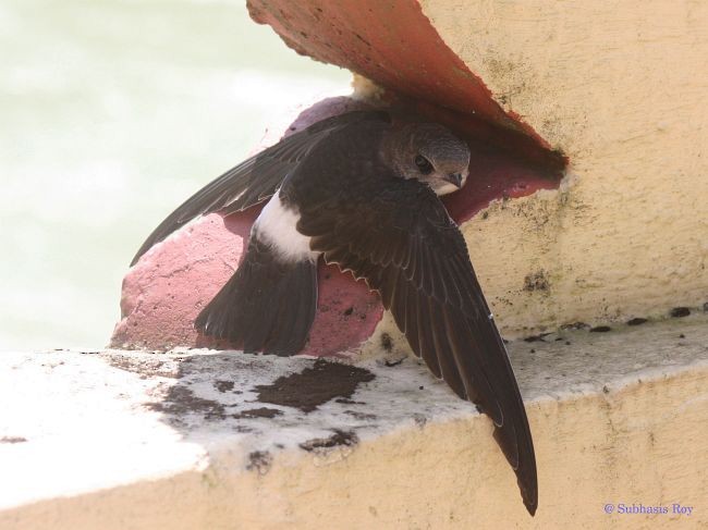 Little Swift (Little) - ML378903301