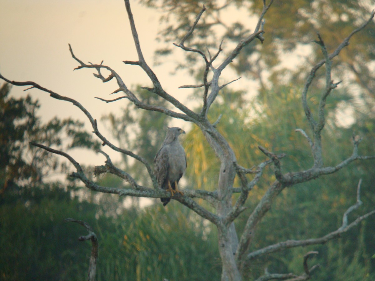 Chaco Eagle - Gary Allport