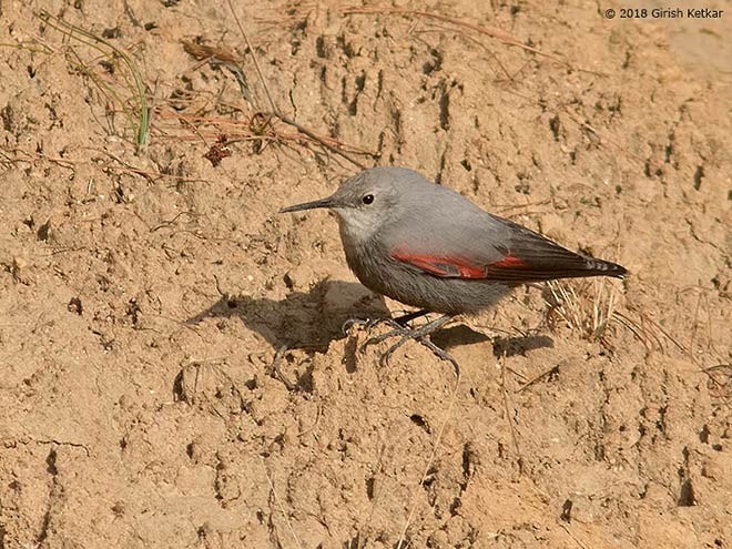 Wallcreeper - ML378904061