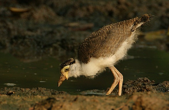 Masked Lapwing (Masked) - ML378904691