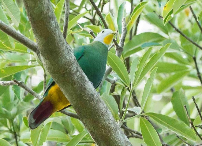 Black-naped Fruit-Dove - ML378905631