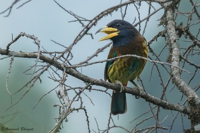 Great Barbet - AVINASH BHAGAT