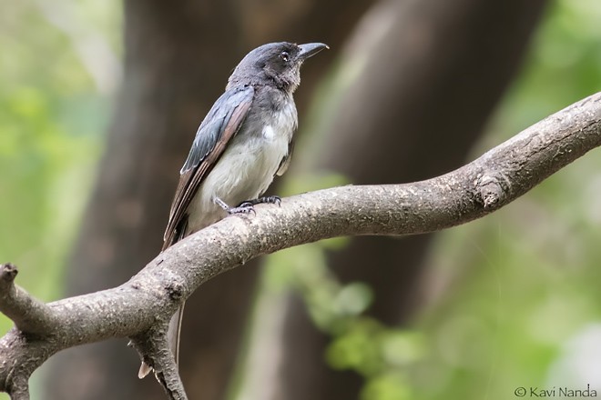 White-bellied Drongo (White-bellied) - ML378906281