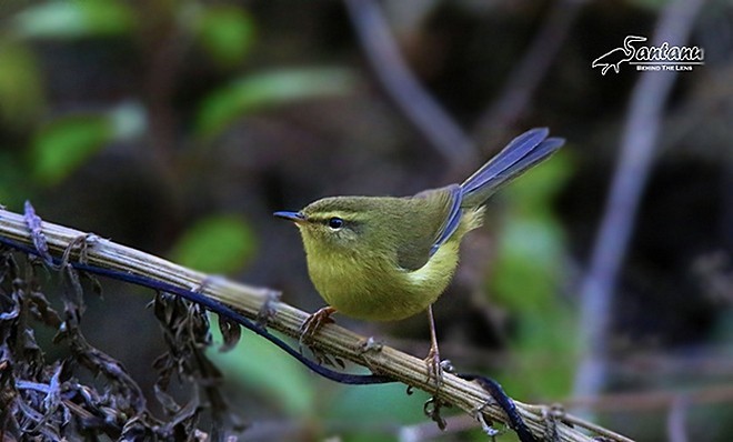 Aberrant Bush Warbler (Aberrant) - ML378906431
