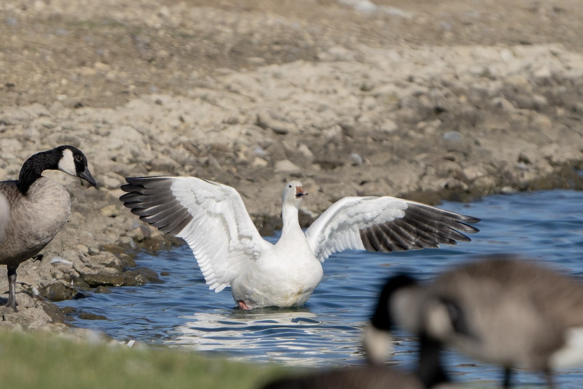 Snow Goose - ML378907111