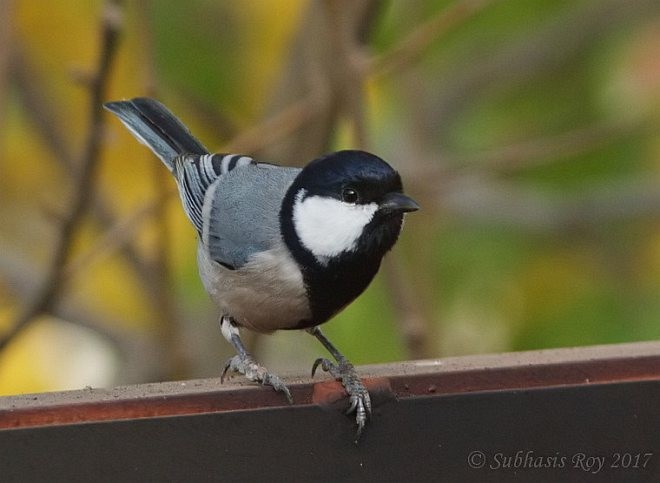 Cinereous Tit - ML378908181